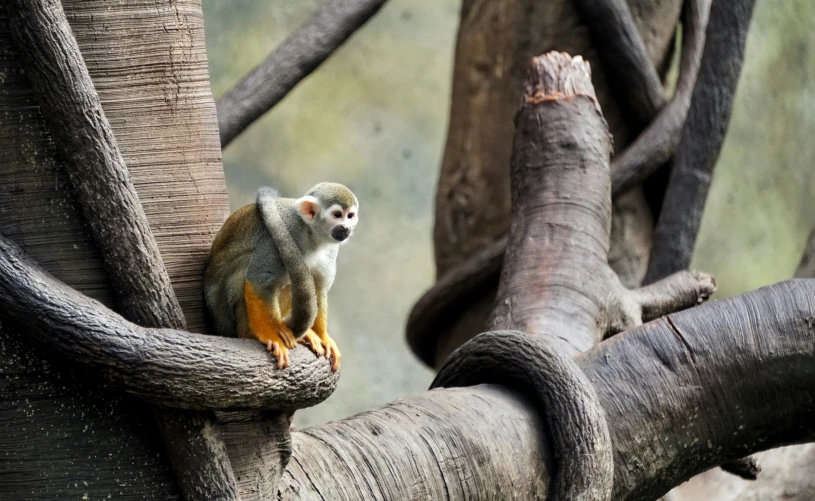 a small animal perched on top of a wooden fence