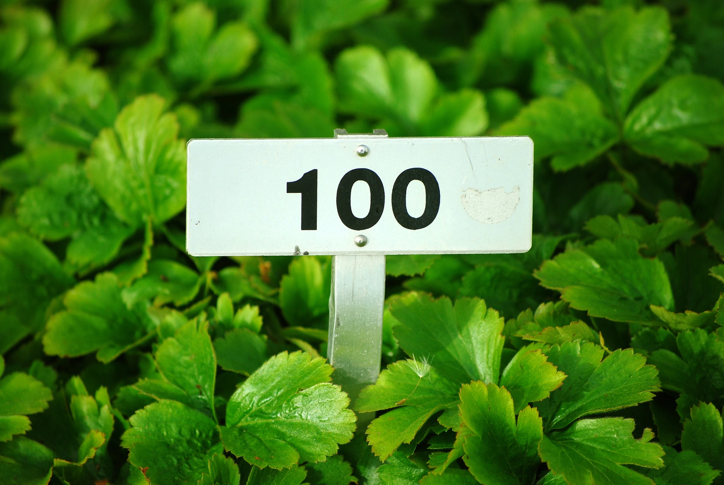 a white one hundred sign with grass and plants around it