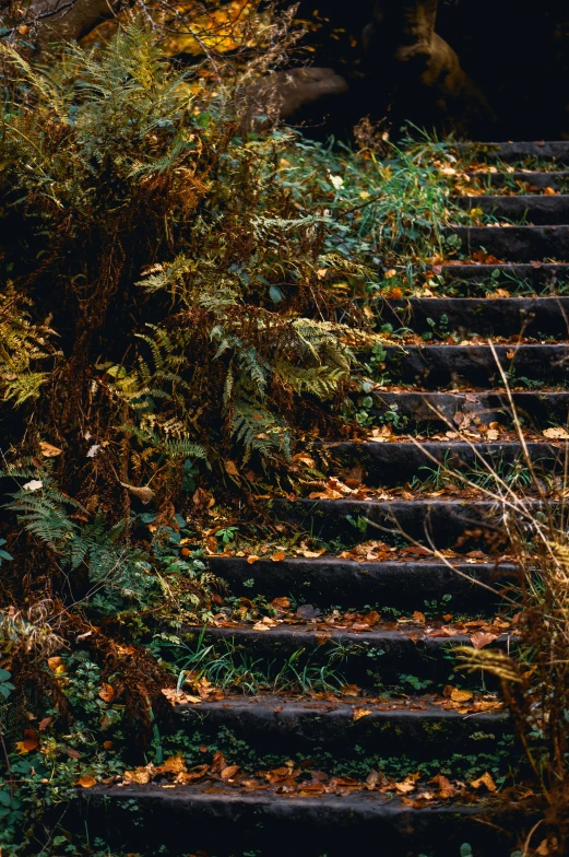 a staircase in a forest leads to a tree