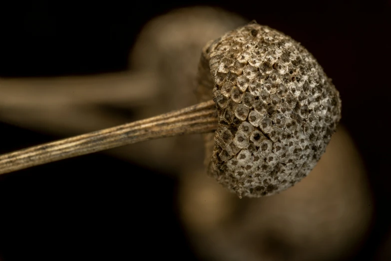 a dried thing on sticks that is near the head