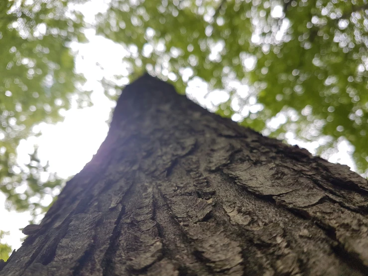 looking up at a tree in a forest