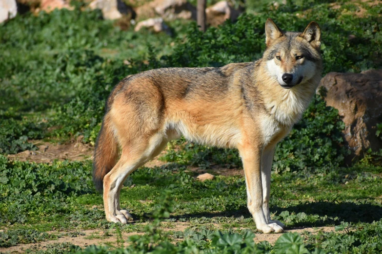 a wolf is standing outside with the grass and rocks in the background