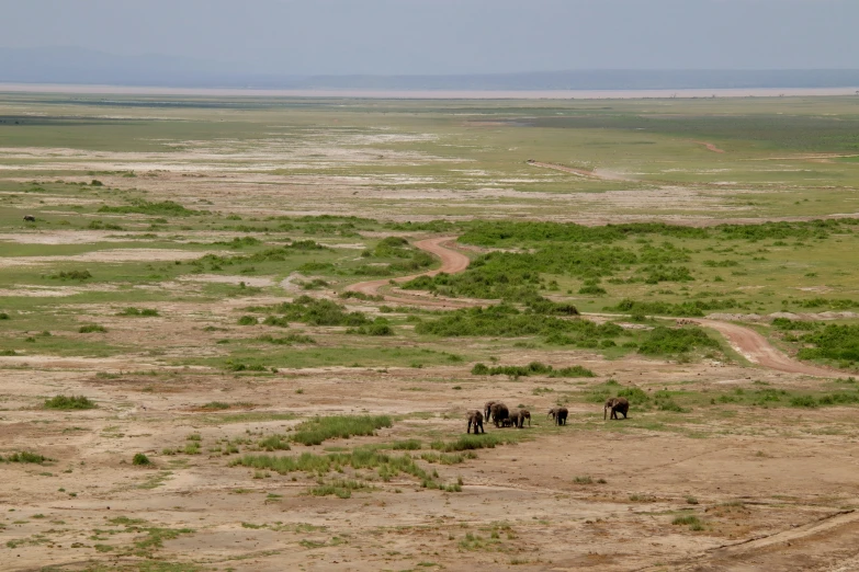 a large group of elephants in a field