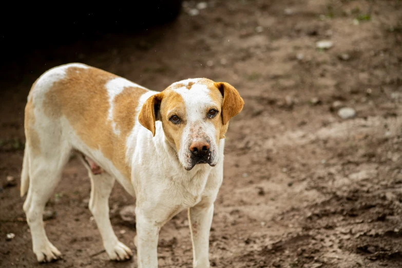 a large brown and white dog stands in the dirt