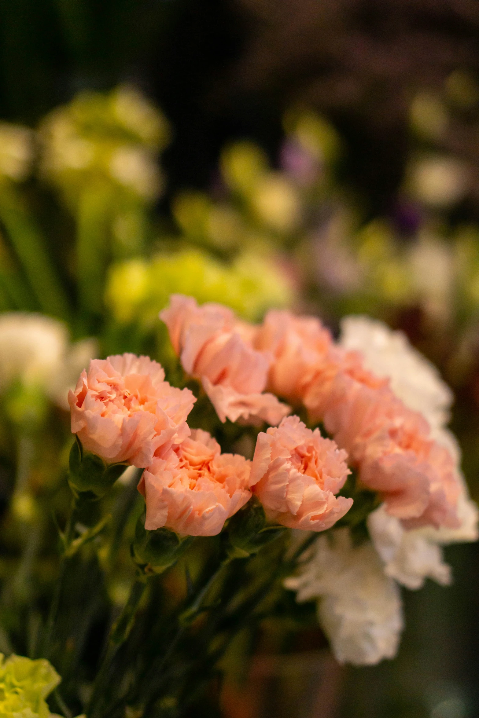 pink carnations are on display for sale at the store