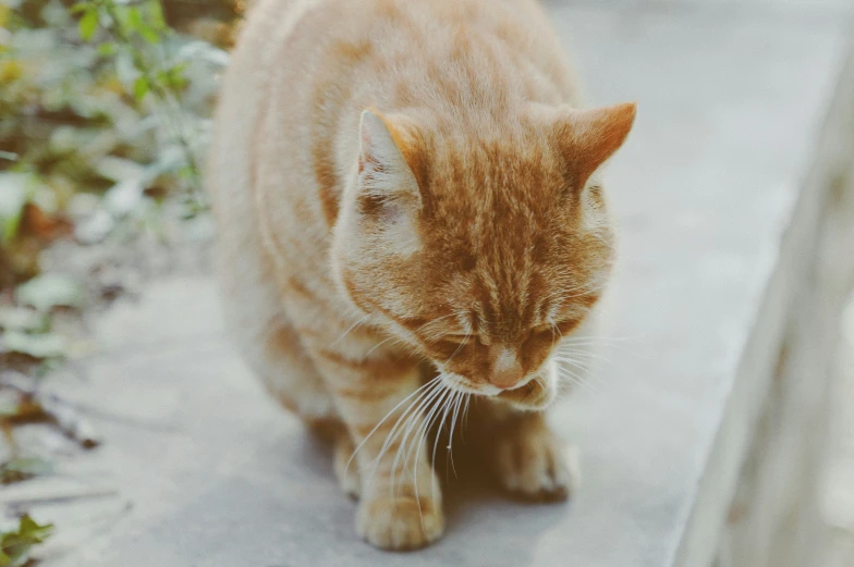 an orange cat walks in the cement near plants