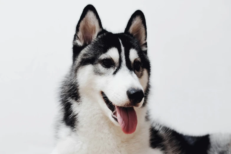 a black and white dog with it's tongue out and his eyes open