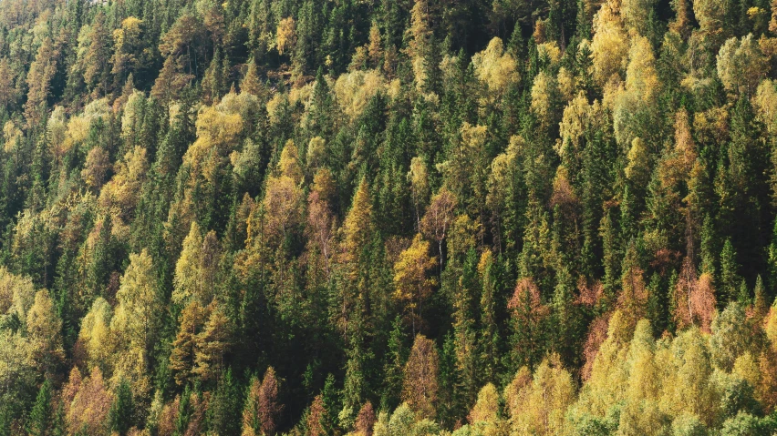 many different colored trees are in the woods