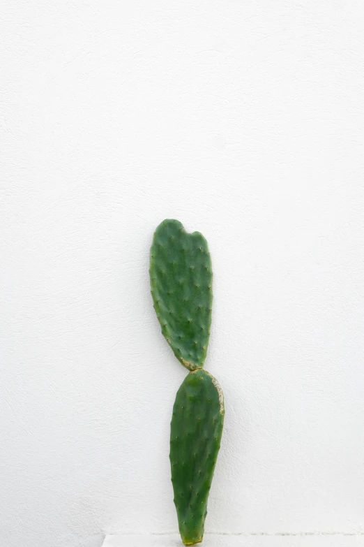 the small green plant is displayed on the table