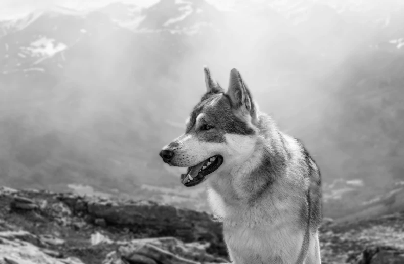 a dog is sitting on a ledge in the mountains