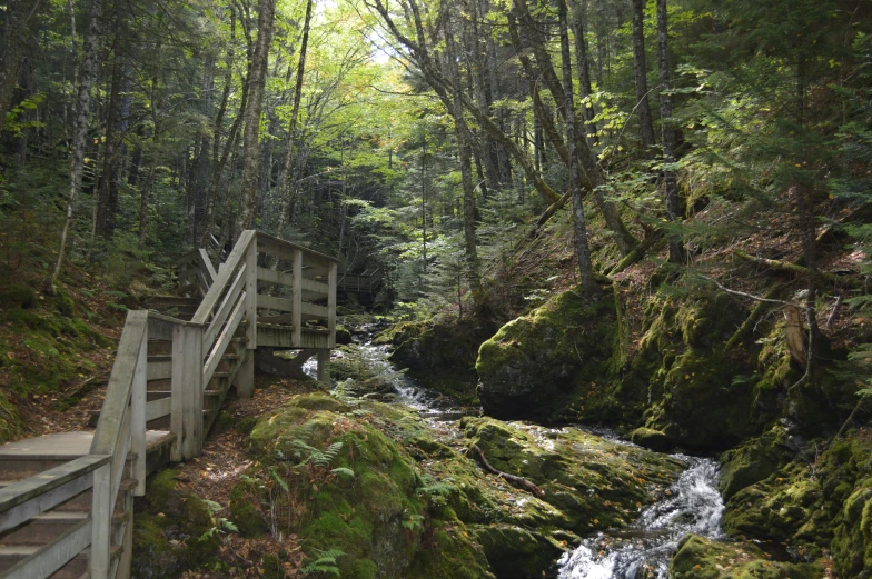 a stream flowing between tall trees in a forest