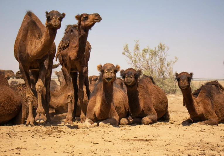 a group of camels standing on dirt ground next to a bush