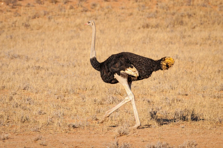 an ostrich is running through the grass