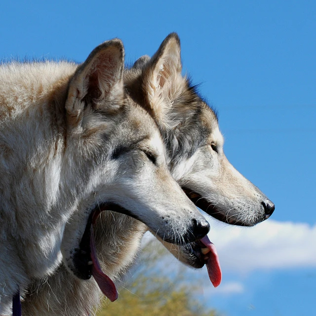 two white wolfs, one with red tongue and the other gray, each with his head open