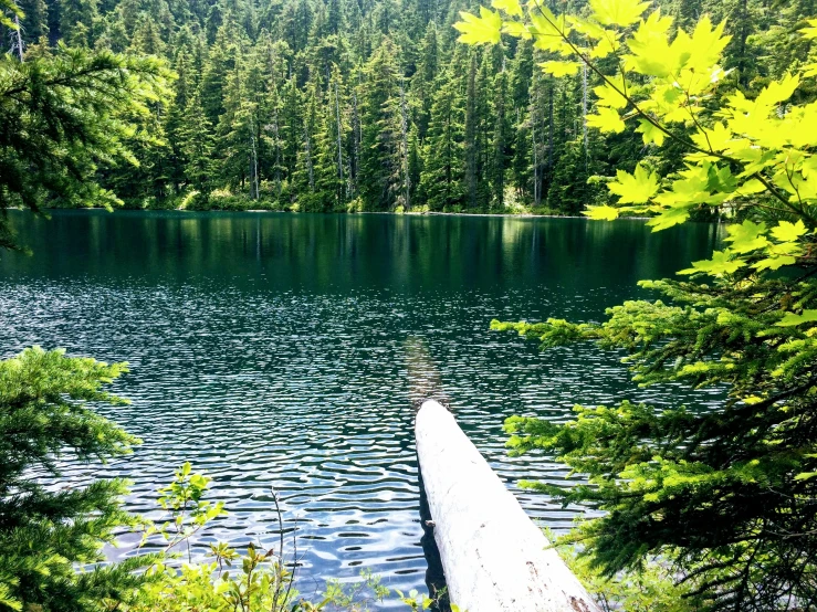 the water is serene and quiet of the woods