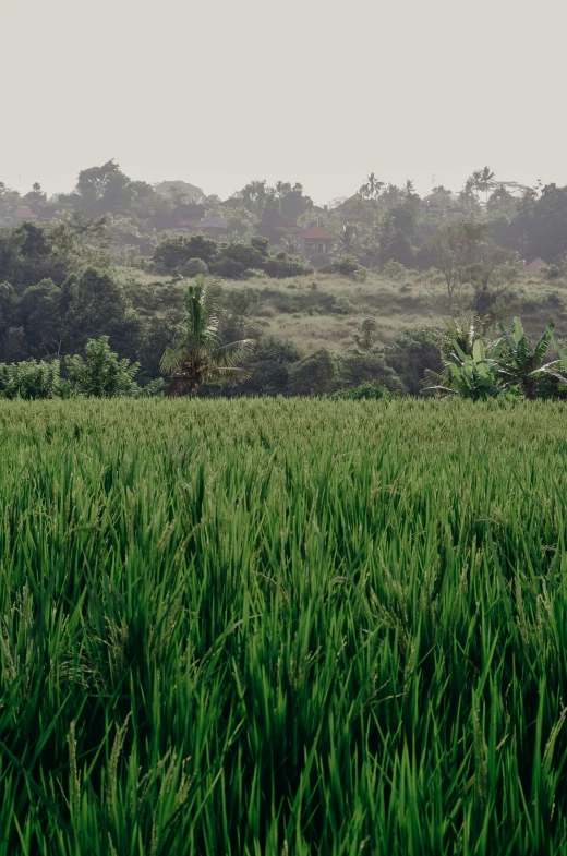 some tall green grass and many trees