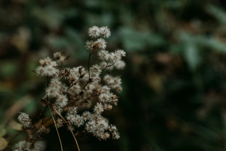 some very pretty white flowers with stems out of focus