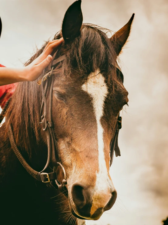 a brown horse with white markings looking forward