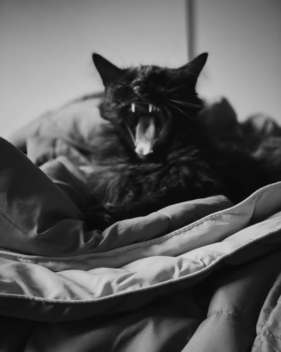 a cat hissing sitting on an unmade bed