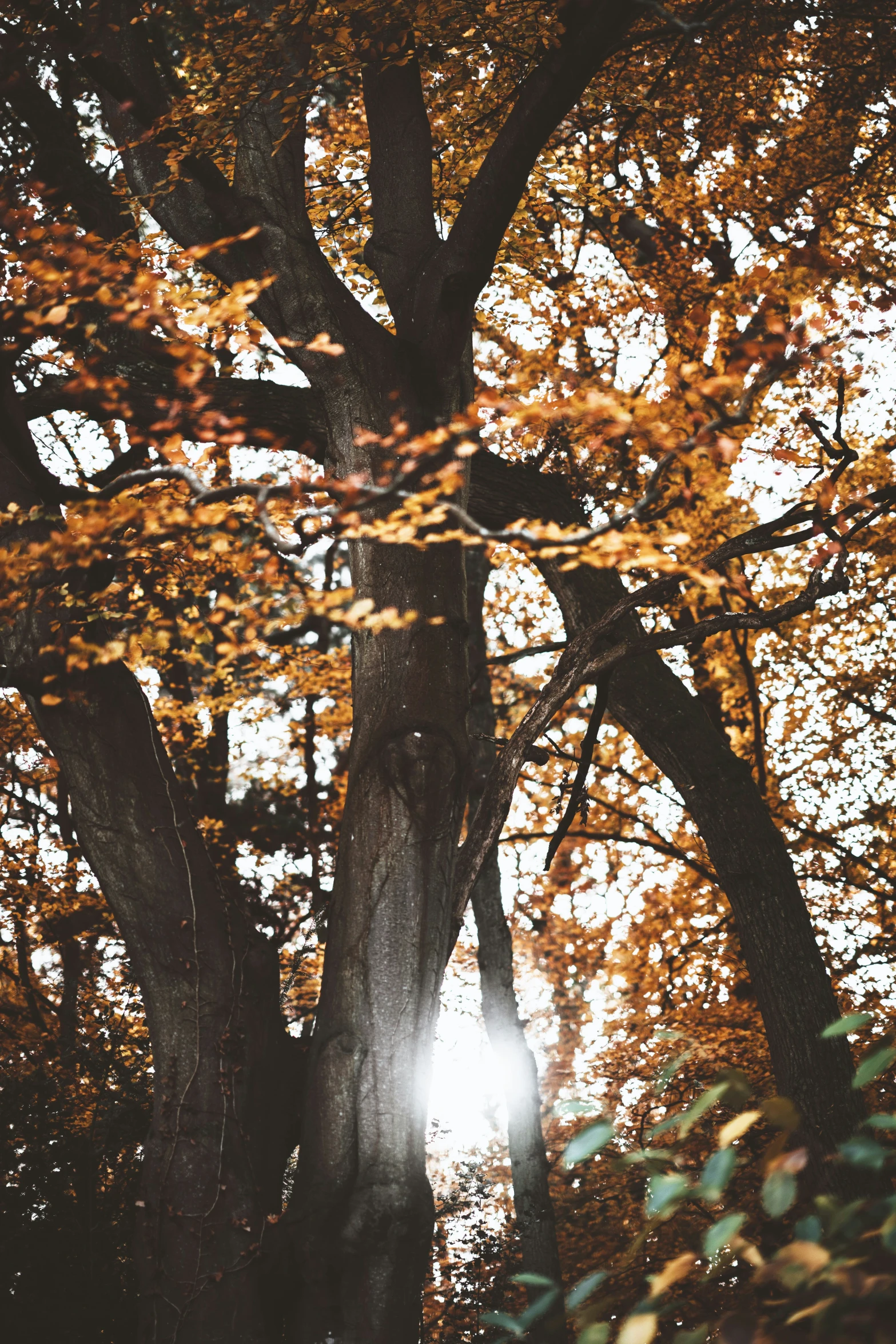 the sun shines brightly through a forest filled with trees