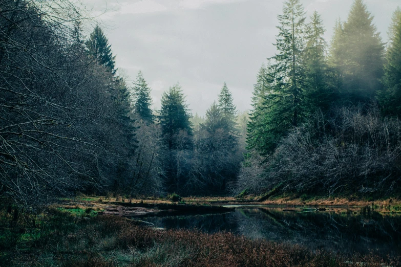 a pond sits in the middle of an area with trees