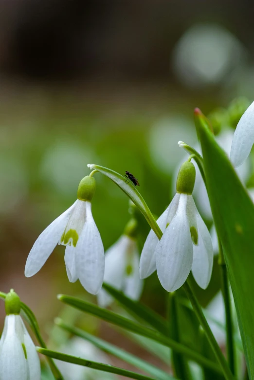 a insect is on a flower with the flower buds