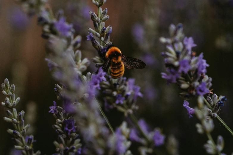 a bee is on top of a plant