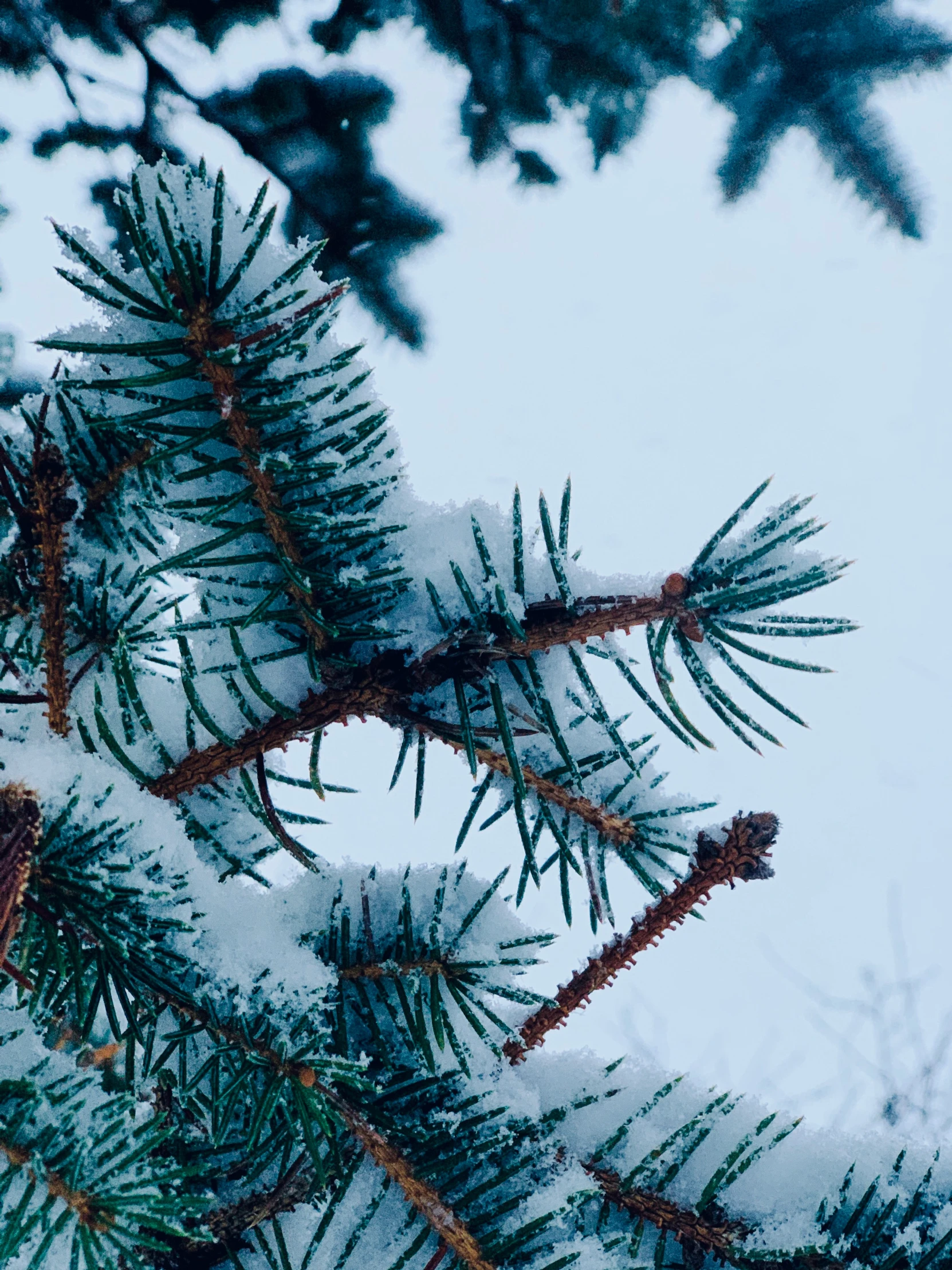 snow on the evergreen needles of pine trees