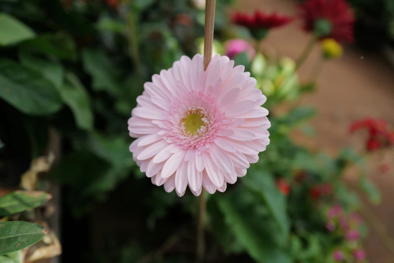 closeup view of the petals on the pink flower