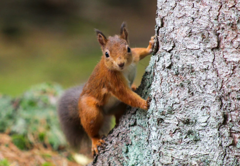 a squirrel is standing on his hind legs to climb on a tree