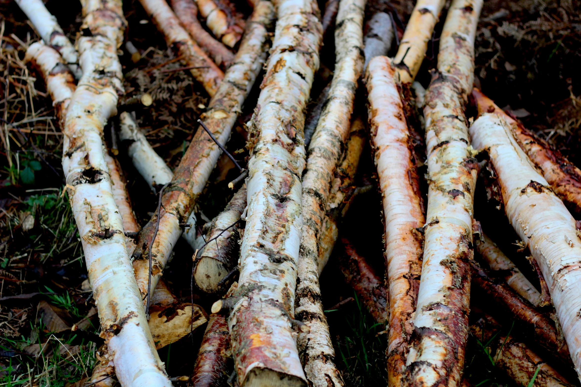 a bunch of tree nches that have been pulled into place