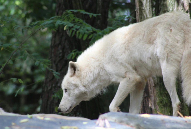 an animal that is in the grass near a forest