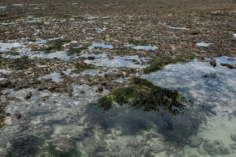 some plants and water on top of a muddy surface