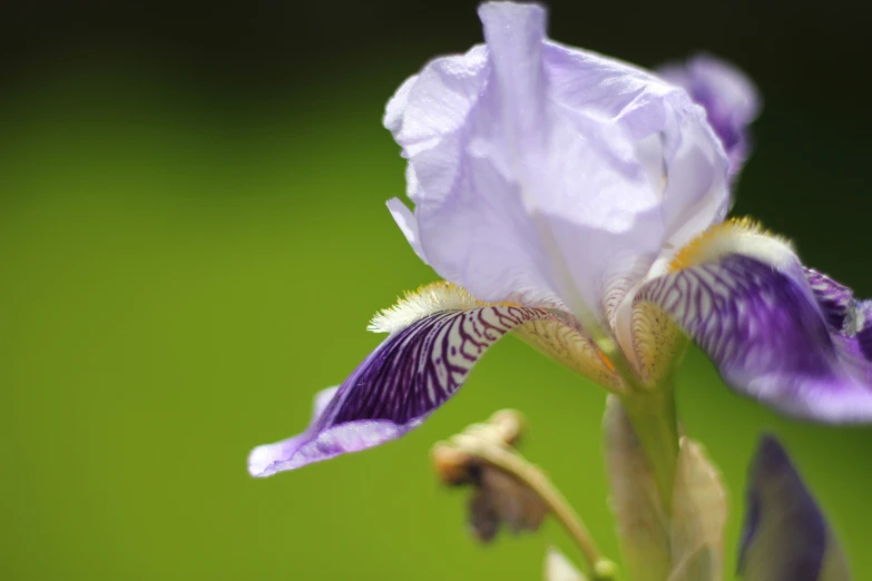 an close up of an iris flower on a green background