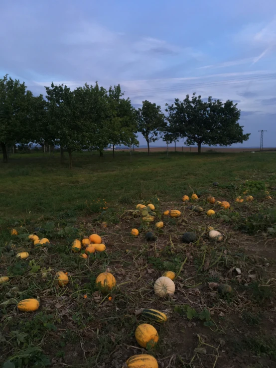 a bunch of pumpkins are on the ground in a field