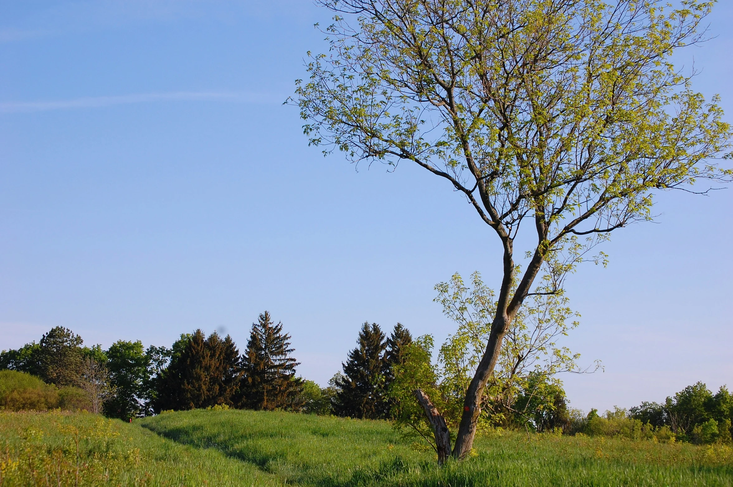 a bare tree stands tall next to a dirt path on a hill