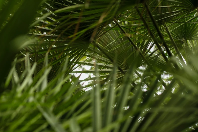 an up close view of leaves in the sunlight