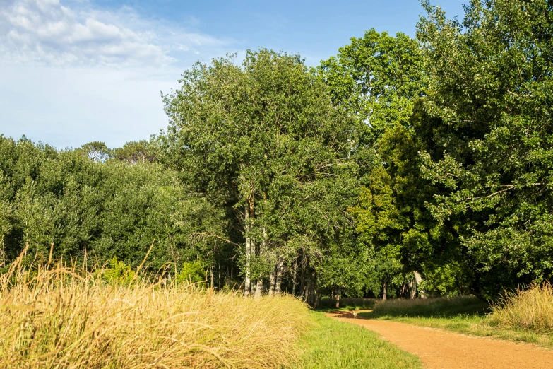 the horse walks up the path in the woods