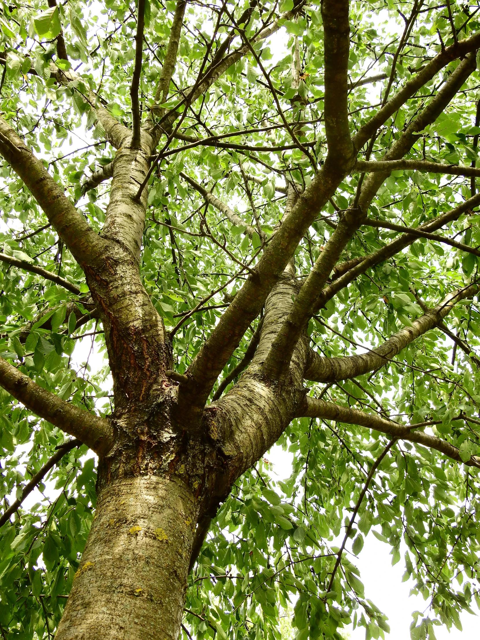 a tree with lots of green leaves and nches