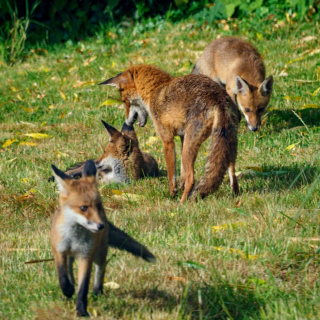 three red foxs on the grass one is facing the other