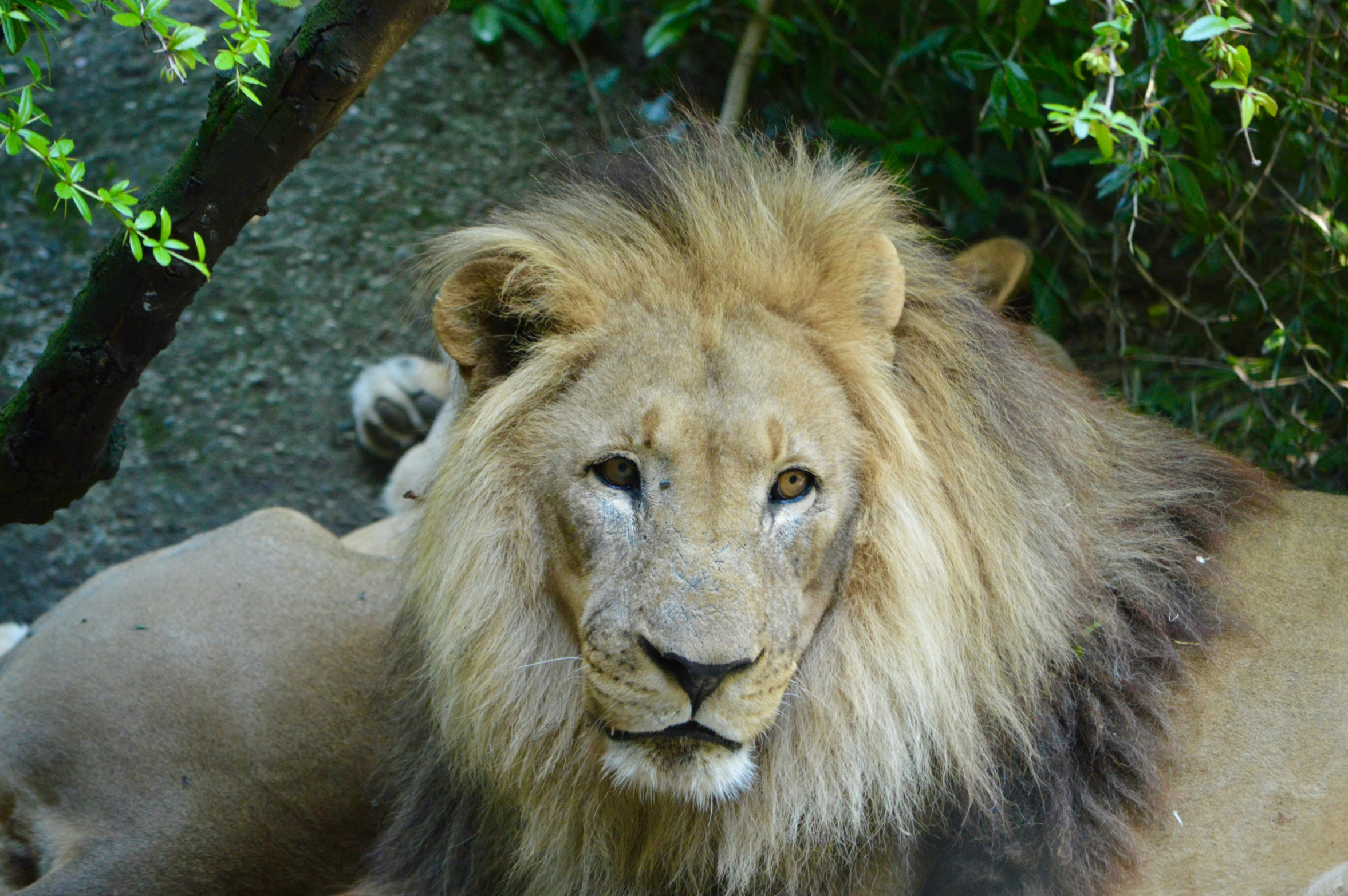 a big, furry, lion lies down in front of a group of large ones