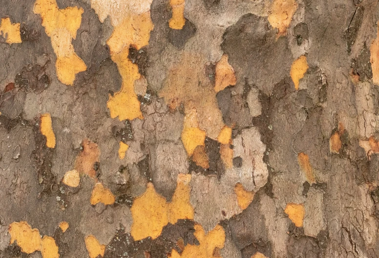 the bark of a tree is covered in yellow and black spots