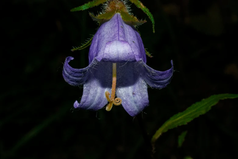 purple flower with a green stem and leaves in the background