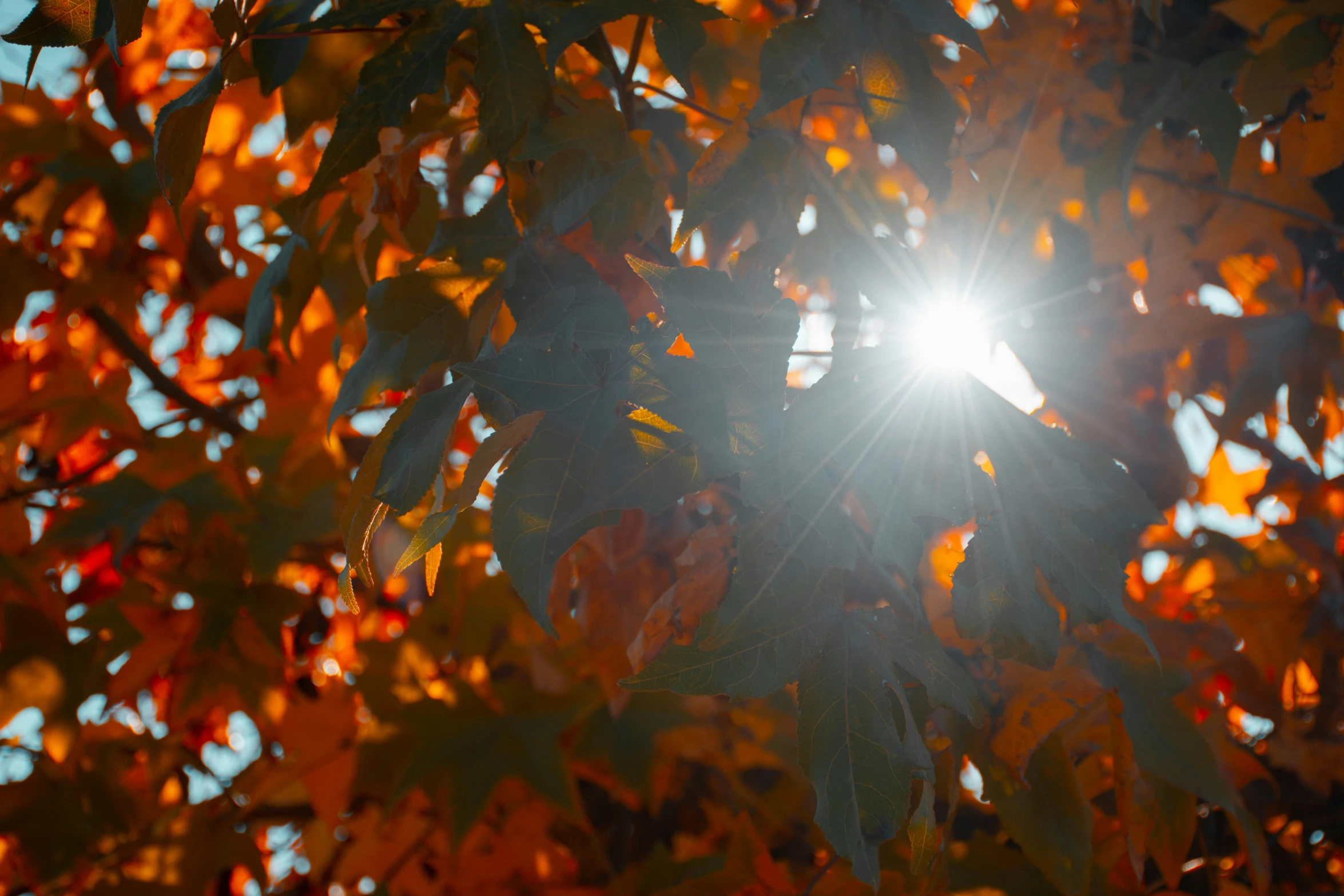 the sun is shining through the leaves of a tree