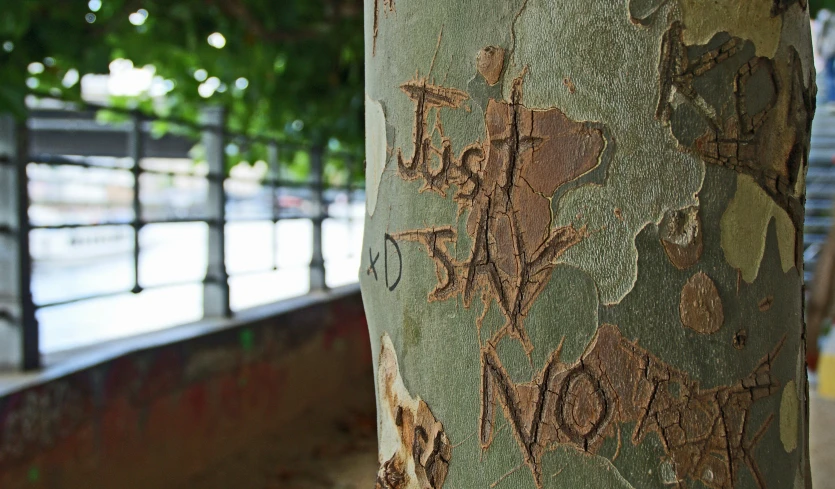 closeup of a tree with the name'not now'written on it