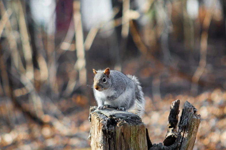 a small squirrel on top of a wooden post in the woods