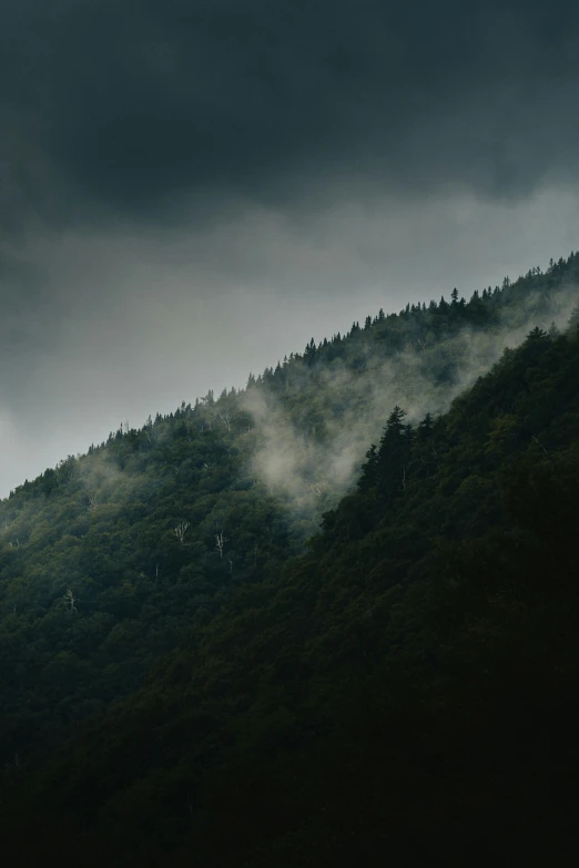 trees on a steep hill on a cloudy day