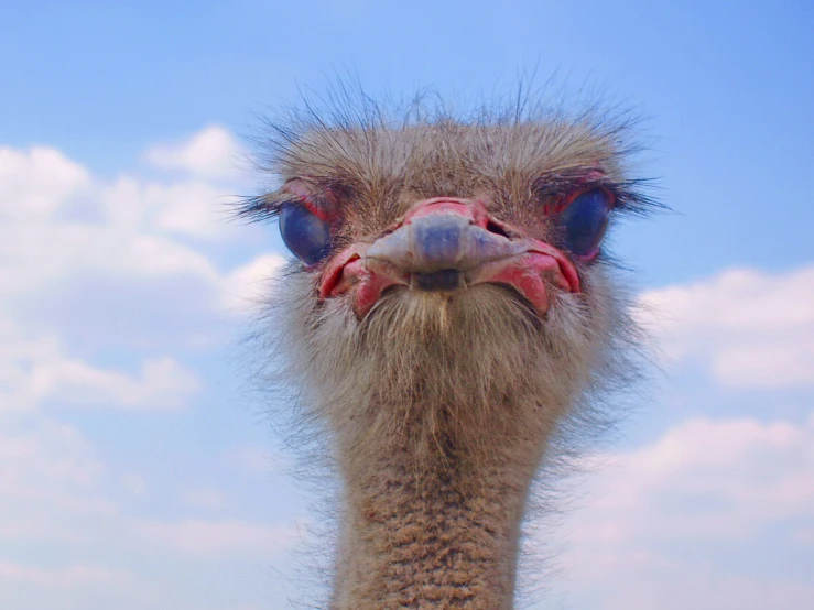 an ostrich looking into the camera with red and blue eyes