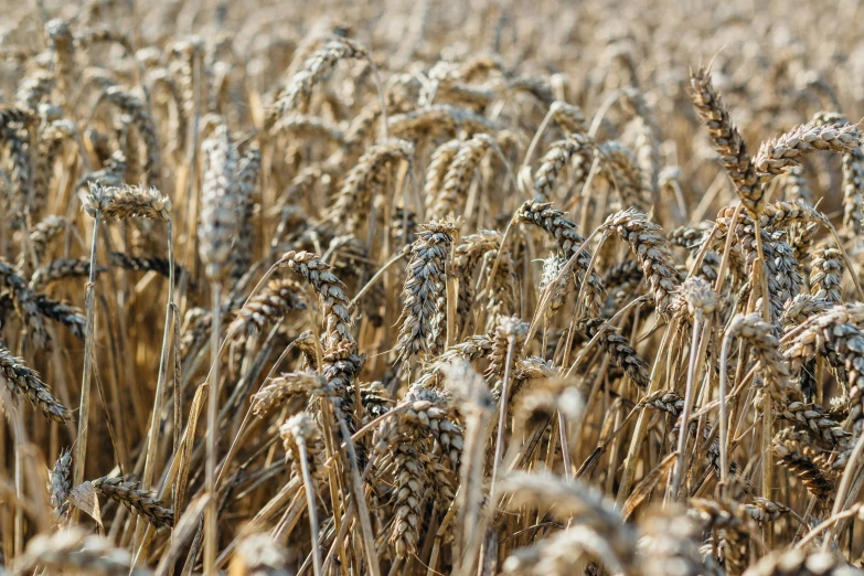 a field full of wheat is ready for harvesting