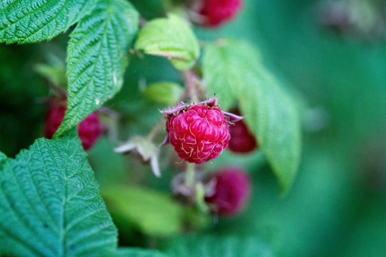 berry buds in the center of green leaves